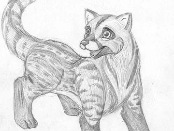 African Civet