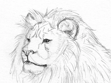 lion study