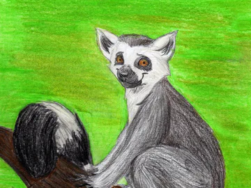 Ringtail