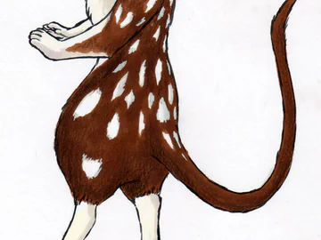 quoll