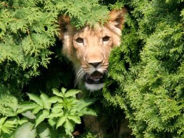 Akimba Stalking