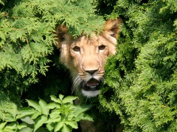 Akimba Stalking