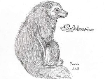 Wolverine Study