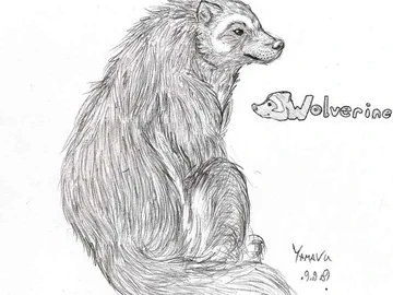 Wolverine Study