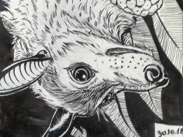 Fruitbat Inktober