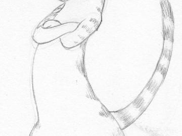 Banded Palm Civet