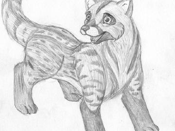 African Civet