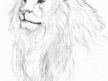 lion study