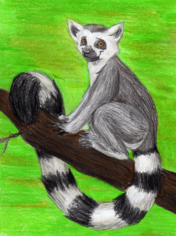 polyc-ringtail-finished.jpg