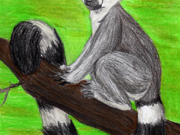 Ringtail