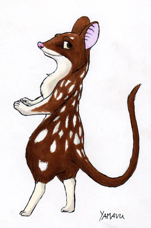 quoll.jpg