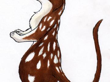 quoll
