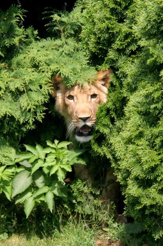 akimba-bushes.jpg