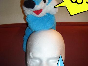 Little blue fox