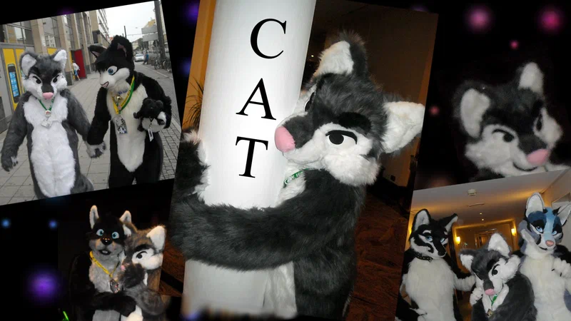 cat.jpg